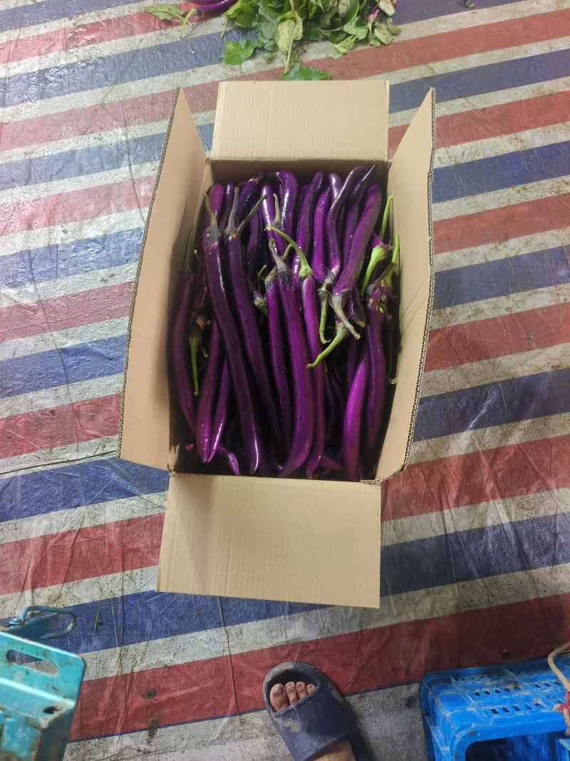 [热卖]茄子线茄大量上市基地直供产地直发一手货源