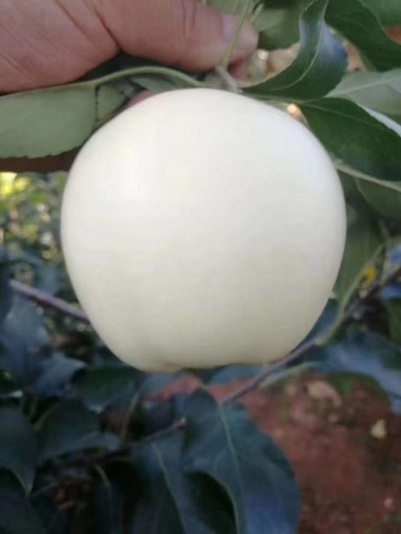 辽宁绥中苹果黄元帅苹果大量供应，产地直发，货源充足。