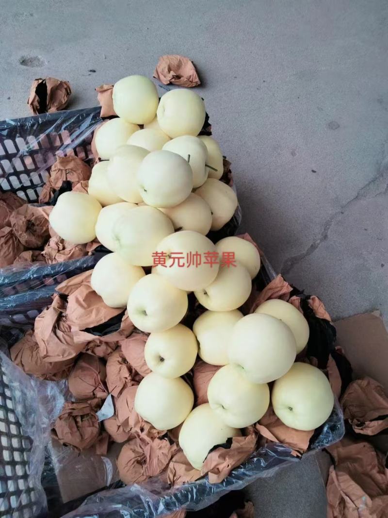 辽宁绥中苹果黄元帅苹果大量供应，产地直发，货源充足。