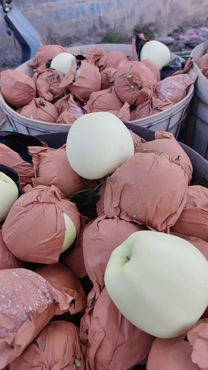 精品苹果黄元帅苹果大量供应，新鲜采摘，量大从优，产地直发