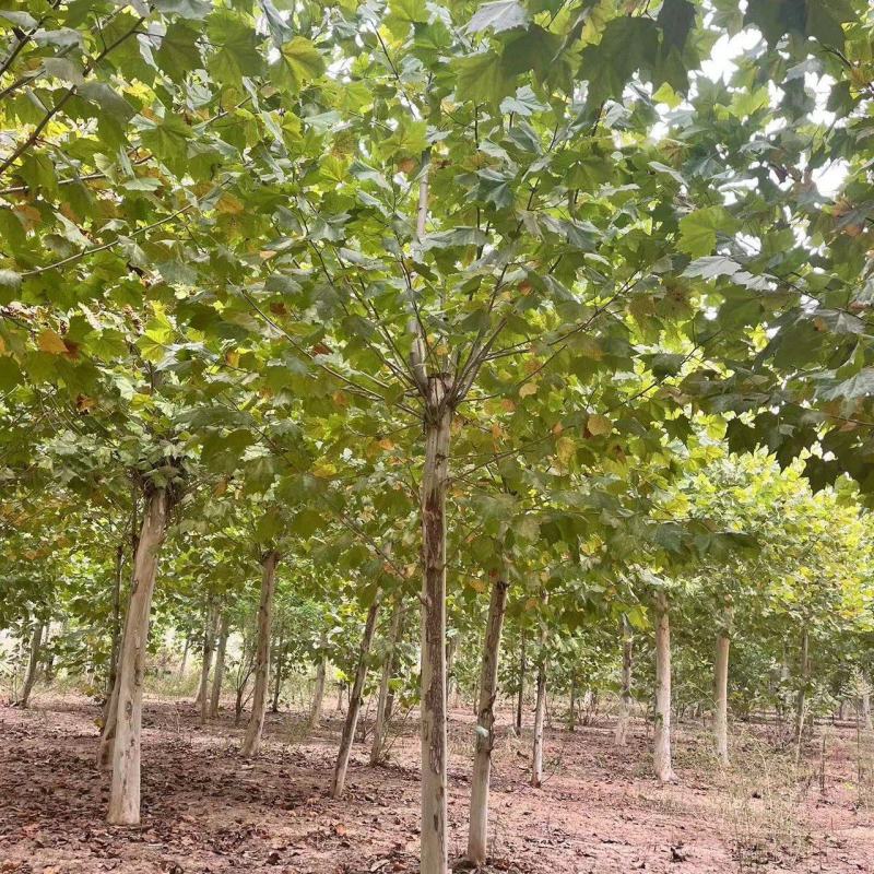法桐自家基地种植成活率高品质保障欢迎实地考察