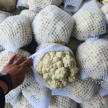 大量有机花上市