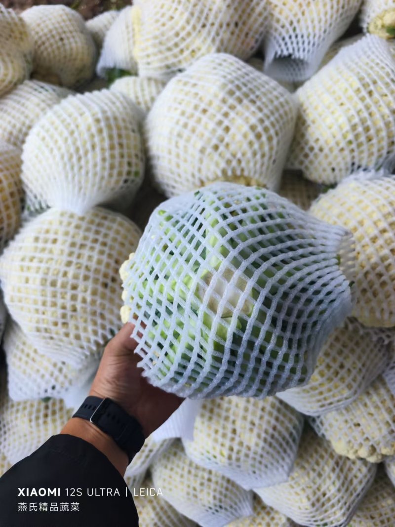 大量有机花上市