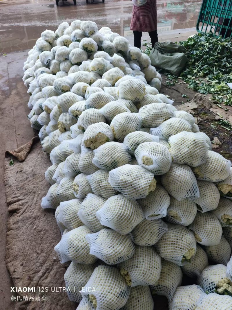 大量有机花上市