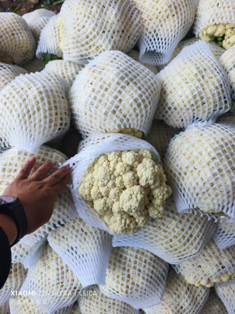 大量有机花上市
