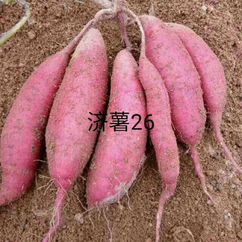 河北板栗薯精品济薯26对接电商档口各大市场