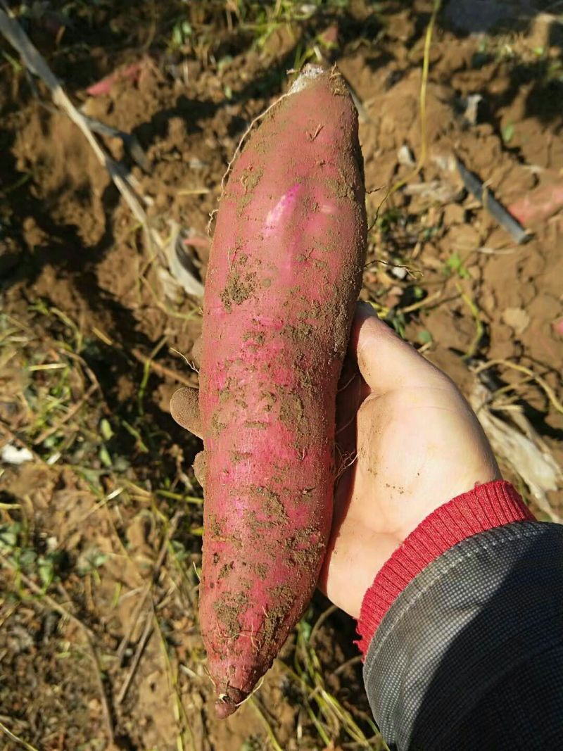 河北板栗薯精品济薯26对接电商档口各大市场