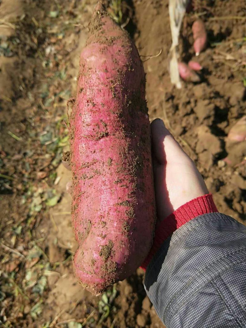 河北板栗薯精品济薯26对接电商档口各大市场