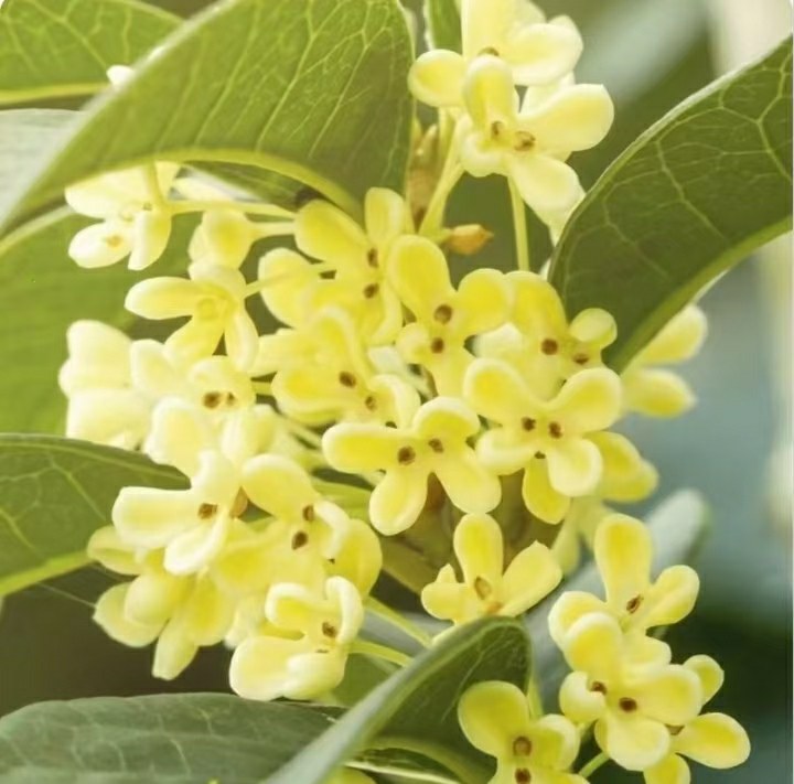 四季桂花朵特写
