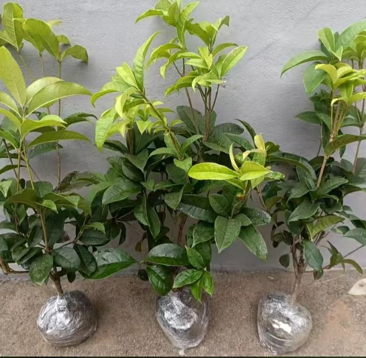 四季桂花苗在阳光下茁壮成长,绿叶与金花交相辉映 四季桂花苗在阳光下生长