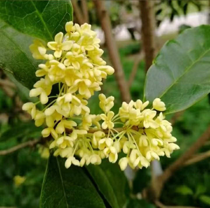 四季桂与其他桂花品种对比图