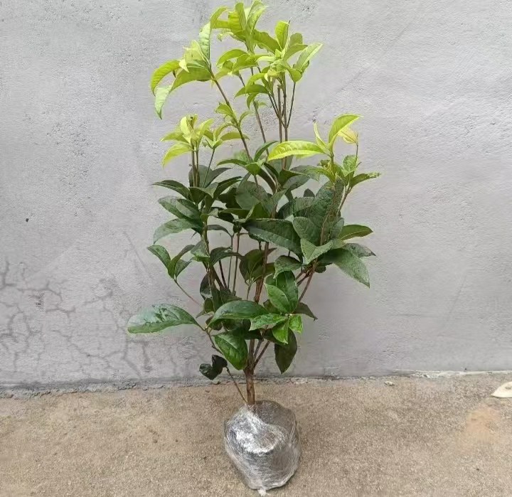 画面左侧展示一组四季桂盆栽组合,置于木质花架上,盆器为陶土材质,植株矮壮,枝头点缀淡黄色小花;右侧为庭院地栽四季桂群植效果,形成绿篱屏障,背景为现代风格住宅外墙,阳光洒落叶片泛出油亮光泽 四季桂盆栽与庭院地栽实景图