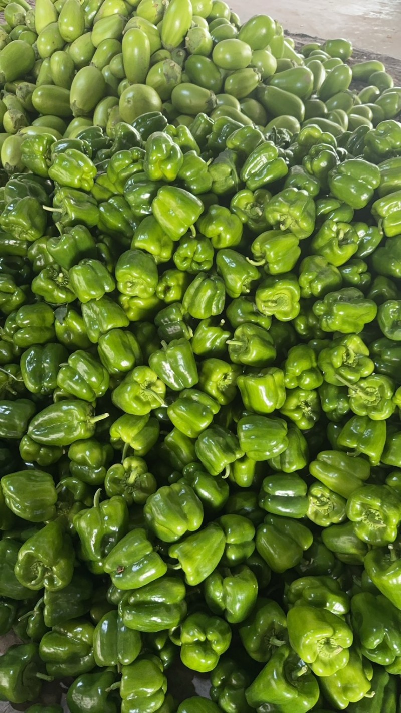 河南内黄尖椒大量上市了！欢迎新老客户前来选购！