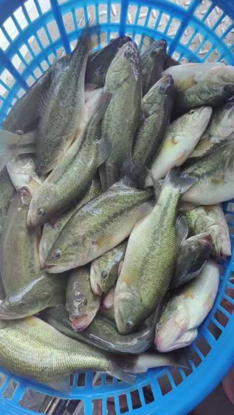 广东佛山鲈鱼-花鲈鲜活鲈鱼大量供货货源稳定支持代发