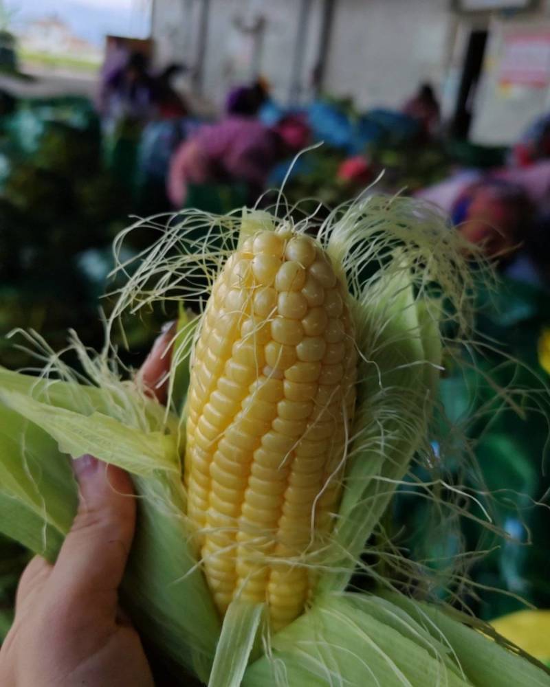 精品太阳花太漂亮了