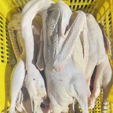 新鲜大草鹅白天鹅适合烧腊红焖爆炒烧鹅欢迎进店咨询