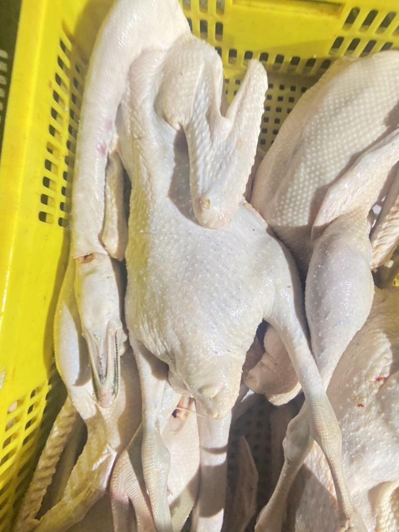 新鲜大草鹅白天鹅适合烧腊红焖爆炒烧鹅欢迎进店咨询