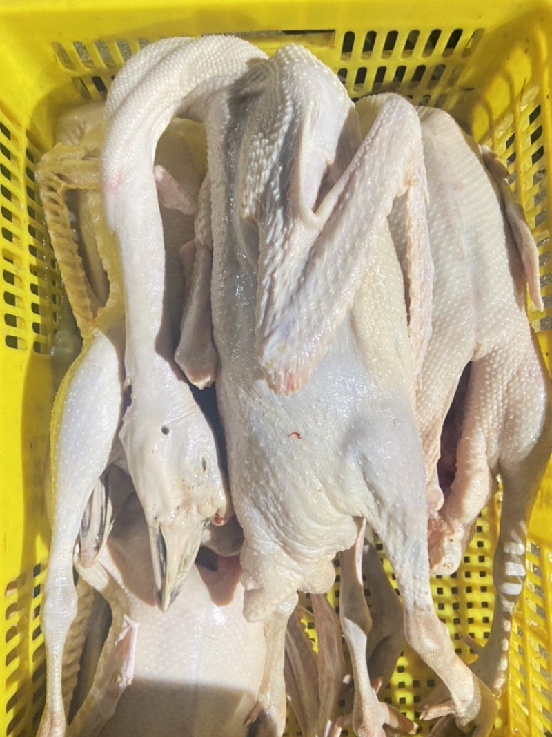 新鲜大草鹅白天鹅适合烧腊红焖爆炒烧鹅欢迎进店咨询