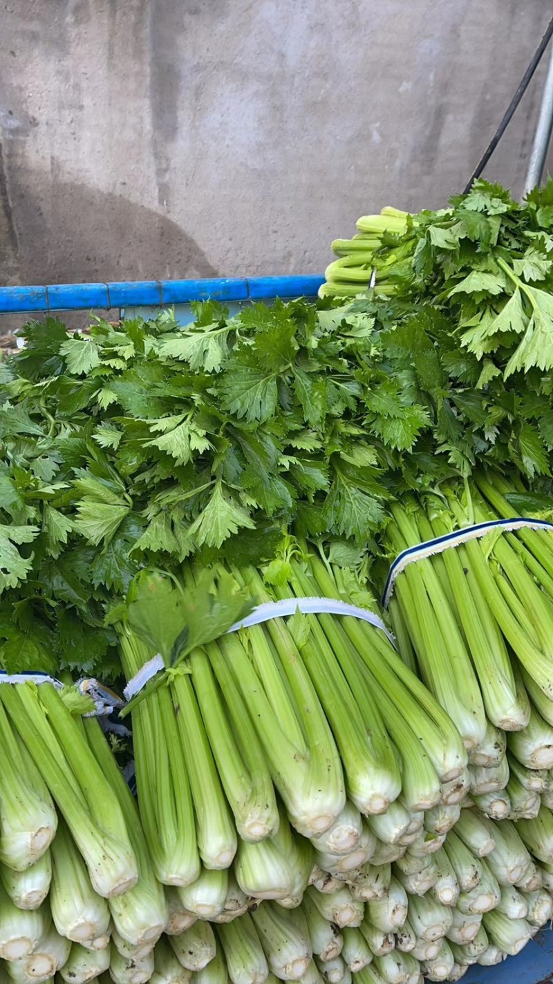精品芹菜大棚皇后芹菜水洗装袋基地直发价格便宜电话联系