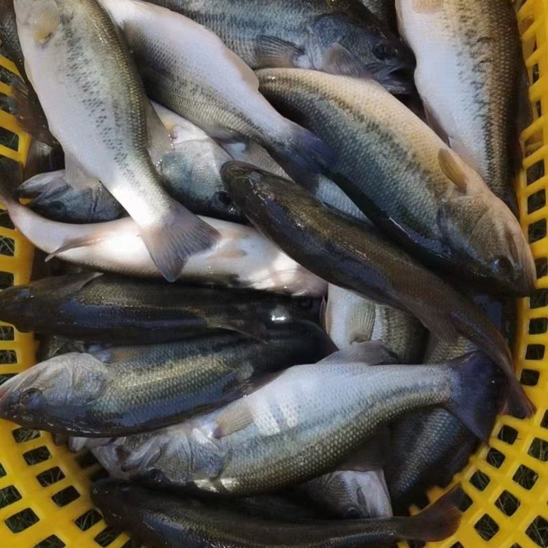 广东佛山鲈鱼-海鲈鱼鲜活鲈鱼大量供货货源稳定支持代发