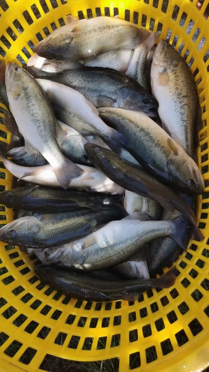 广东佛山鲈鱼-海鲈鱼鲜活鲈鱼大量供货货源稳定支持代发