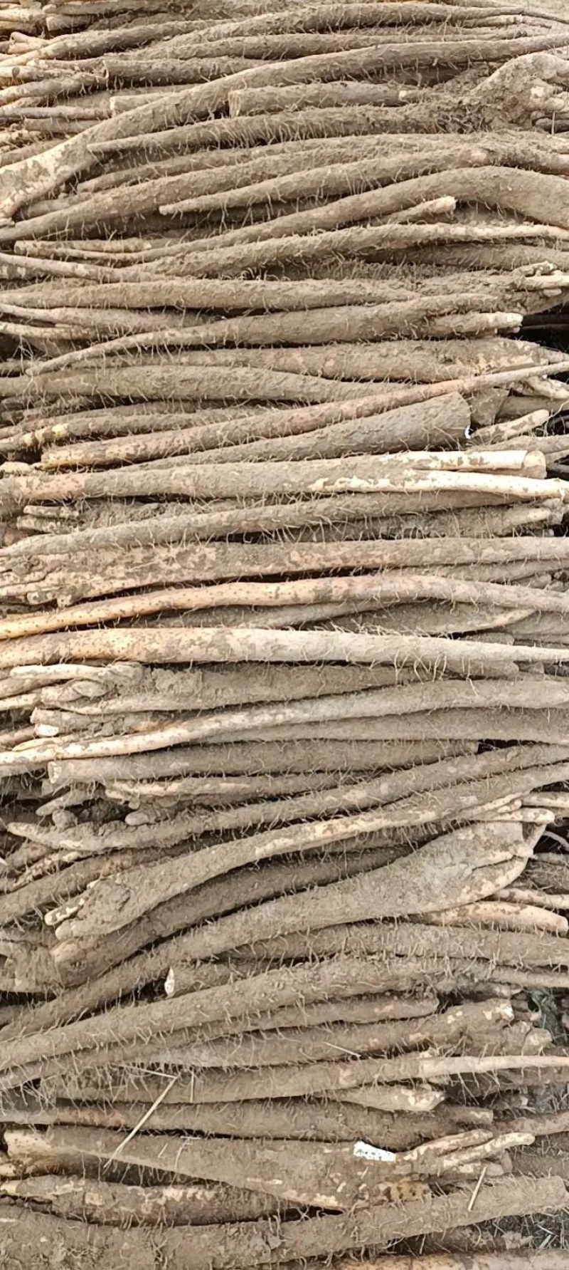 【山药】精品铁棍山药大量上市口感香糯品质优美
