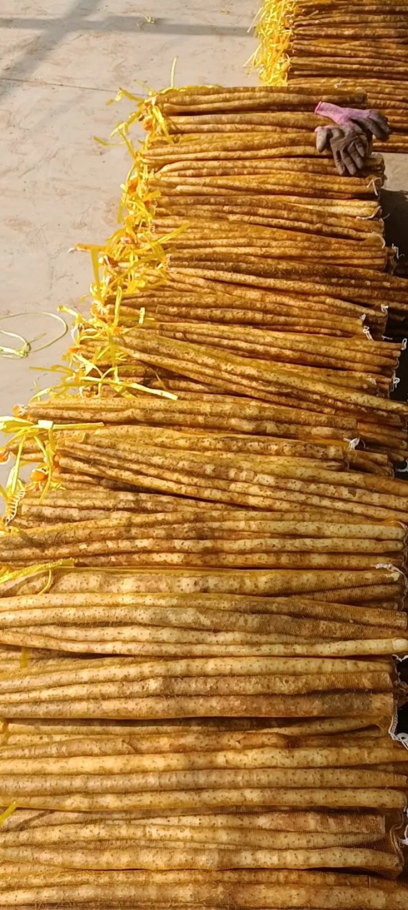 【山药】精品铁棍山药大量上市口感香糯品质优美