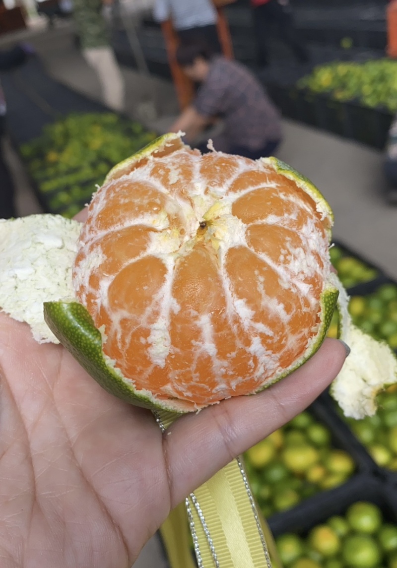 【湖北蜜桔】高山蜜桔️皮薄光洁现摘现发量大从优