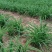 【精选黄花菜种苗】祁东黄花菜种苗可回收鲜花干菜包技术