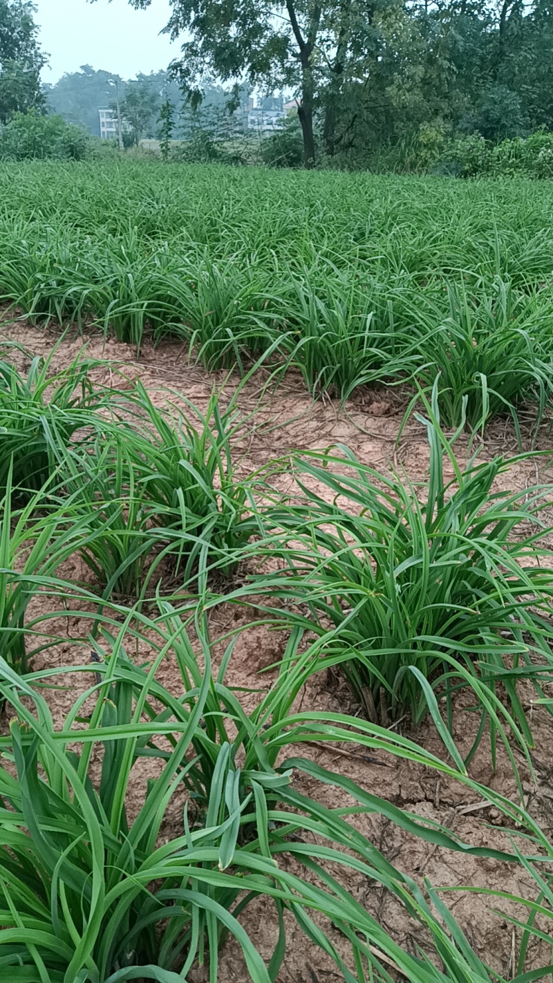 【精选黄花菜种苗】祁东黄花菜种苗可回收鲜花干菜包技术