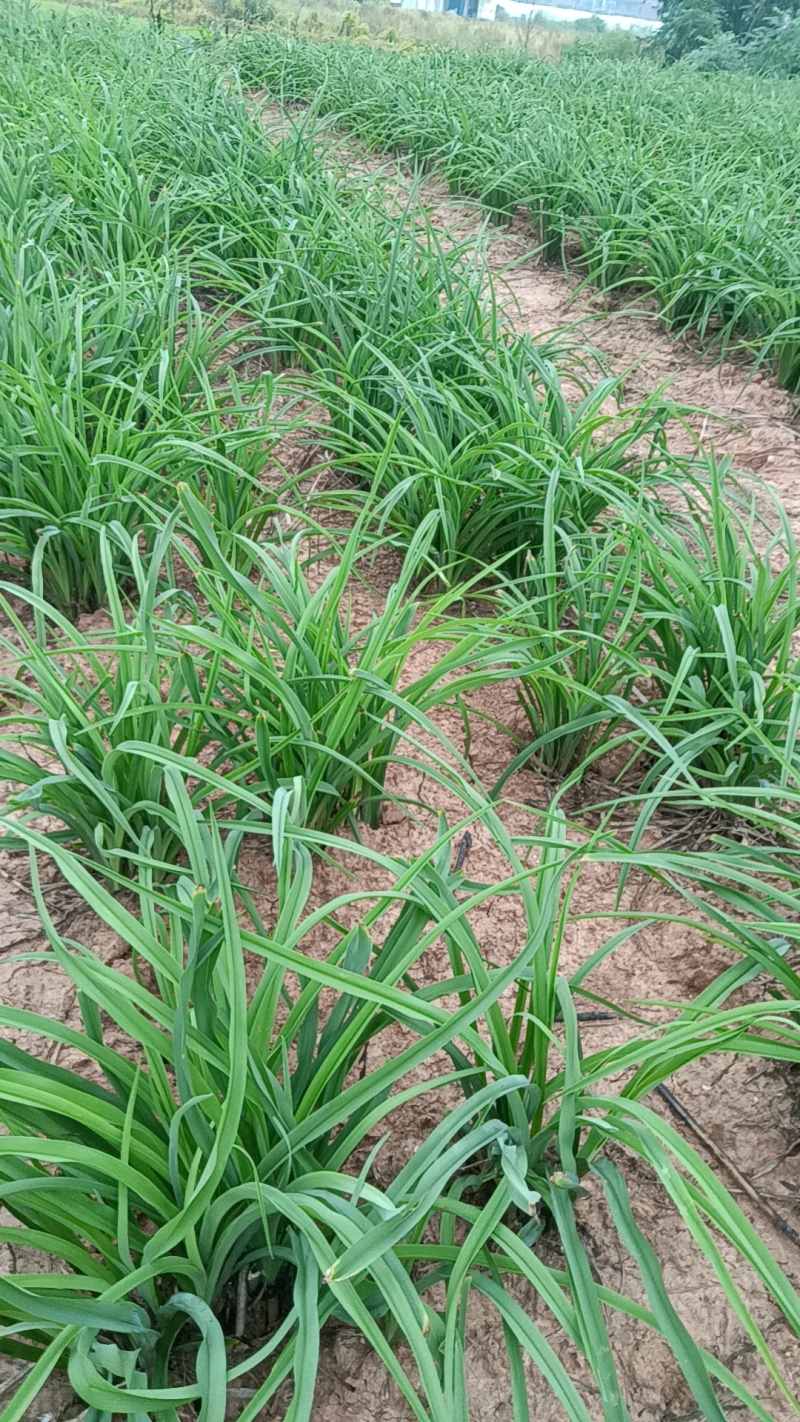 【精选黄花菜种苗】祁东黄花菜种苗可回收鲜花干菜包技术