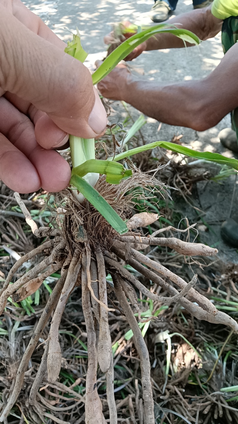 【精选黄花菜种苗】祁东黄花菜种苗可回收鲜花干菜包技术