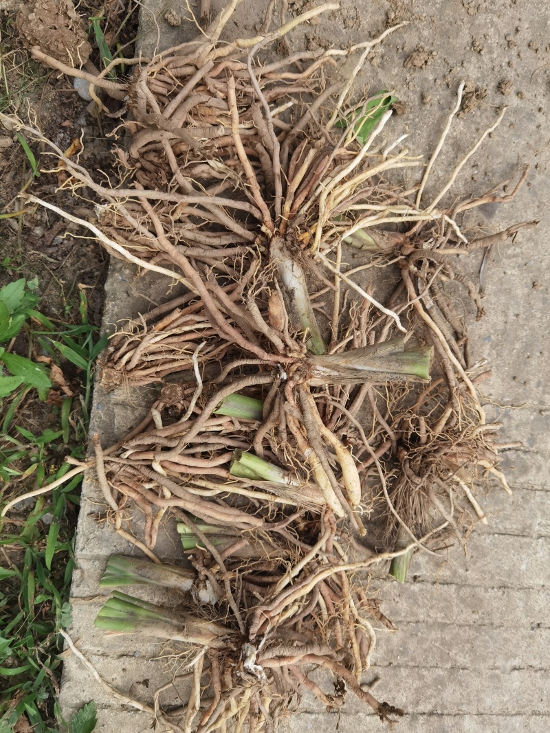 【精选黄花菜种苗】湖南祁东县黄花菜种苗大量供应技术服务