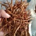 【精选黄花菜】祁东黄花菜新货大白条冷藏干黄花菜