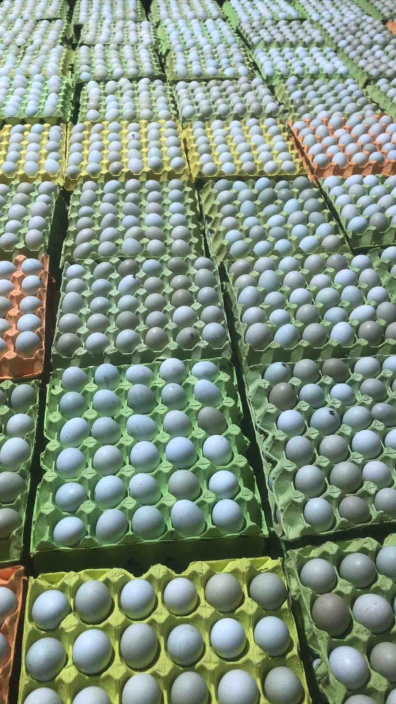 石家庄，粉蛋黄心，红心，乌鸡蛋