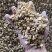 党参片-薄片纯无硫干度好颜色好