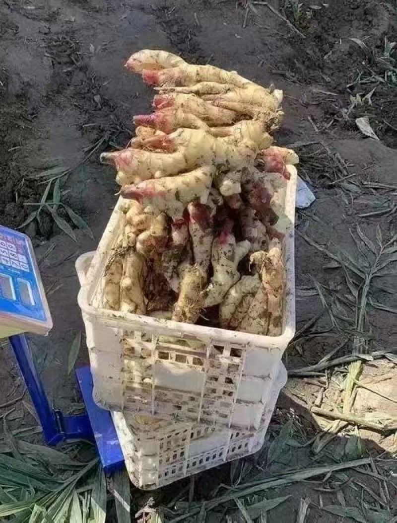 山西【大黄姜】生姜产地一手货源【保质保量//坏烂包赔】
