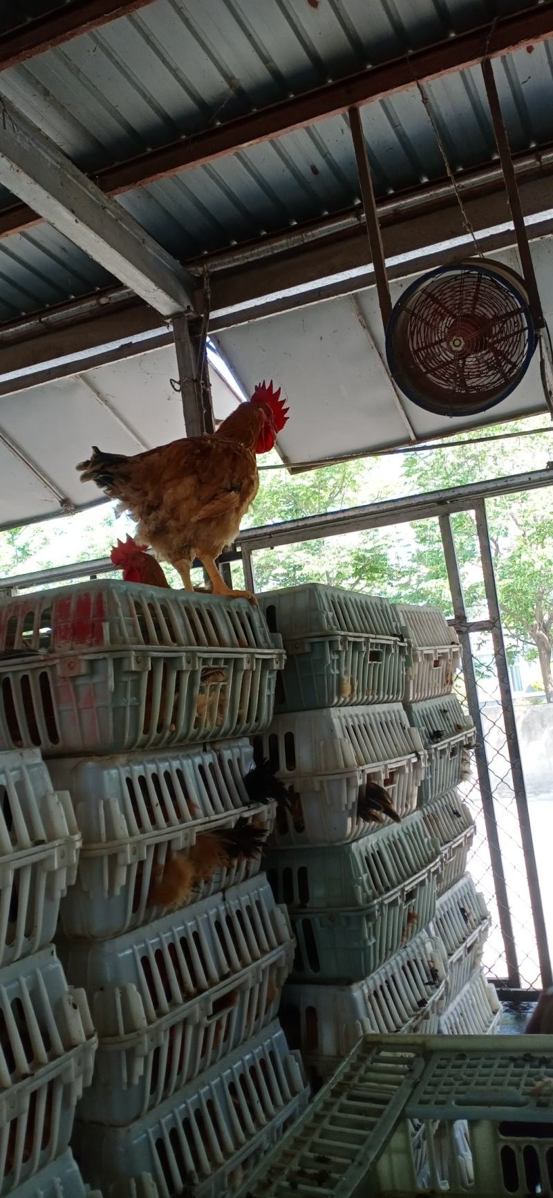 精品活鸡三黄鸡麻鸡厂家供应价格实惠量大从优欢迎咨询