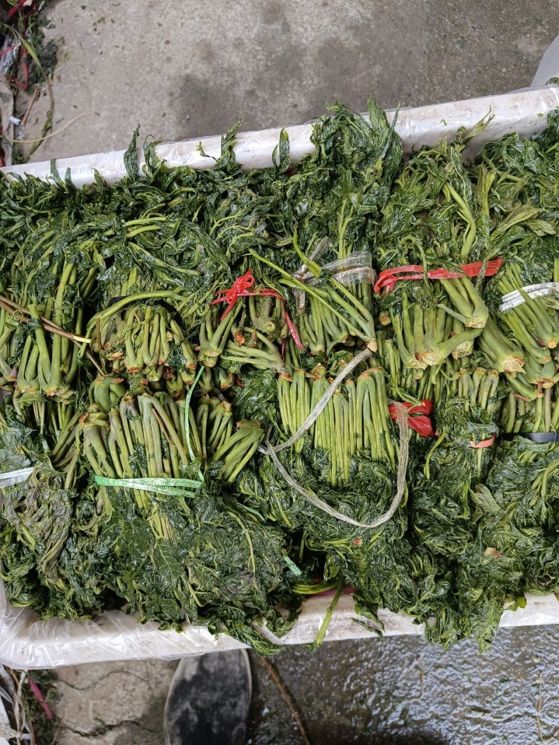 腌制香椿咸菜下饭菜山东特产量大质优