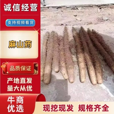 优质麻山药大货质量好/价格低/对接批发市场/欢迎咨询
