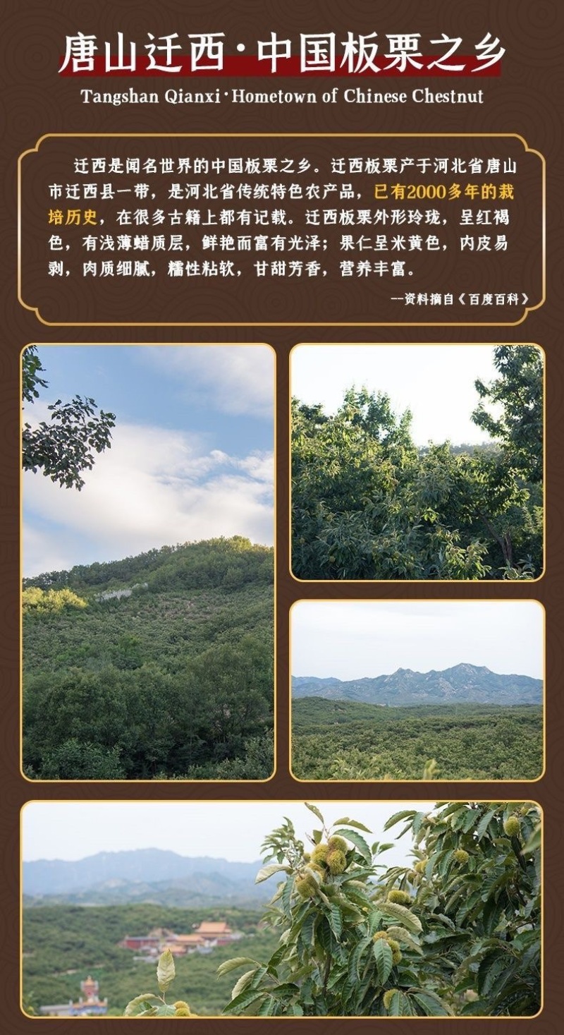 迁西县3113板栗个大价格便宜香甜可口质量保证