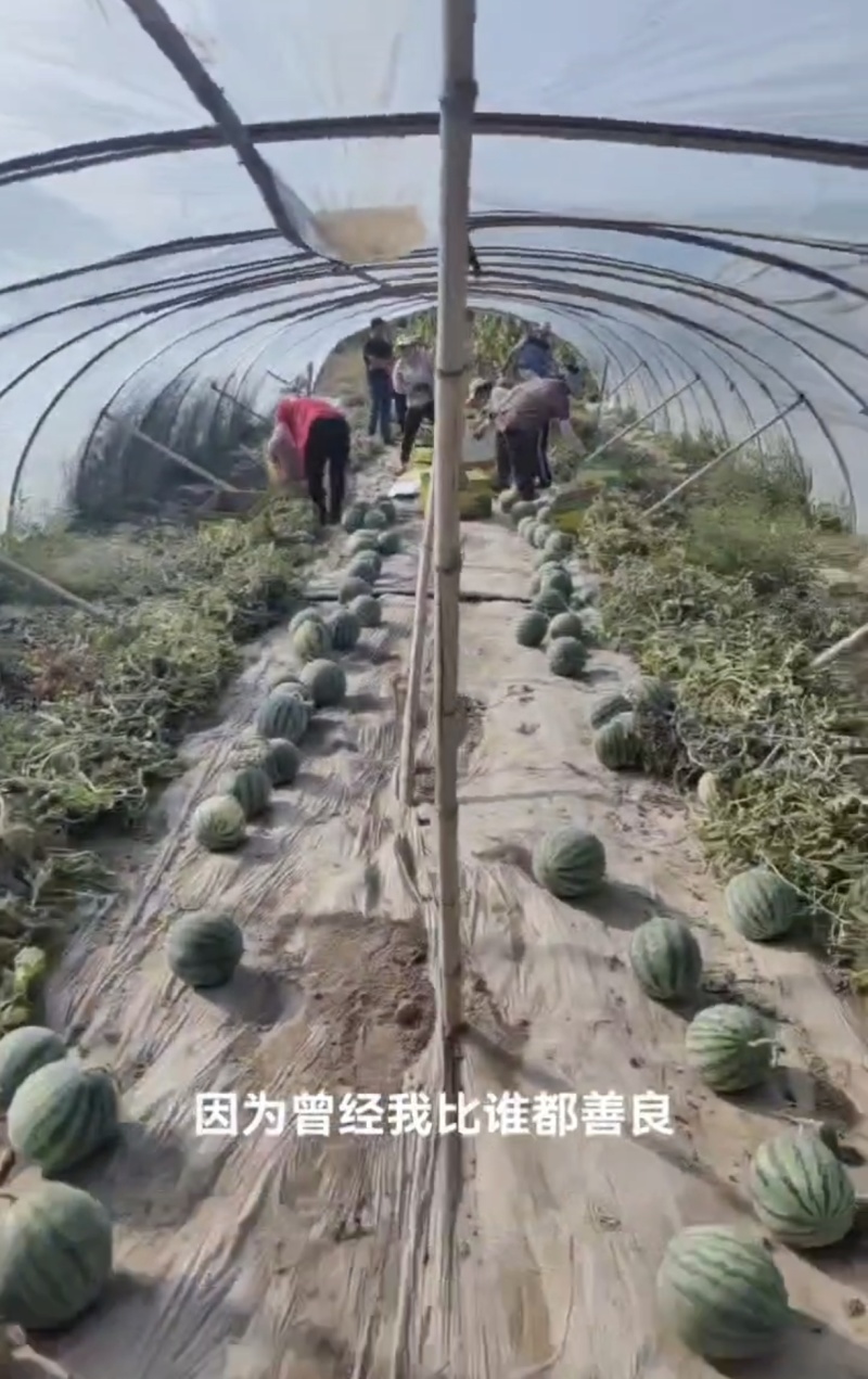 精品美都产区直发保质保量供货对接全国采购商