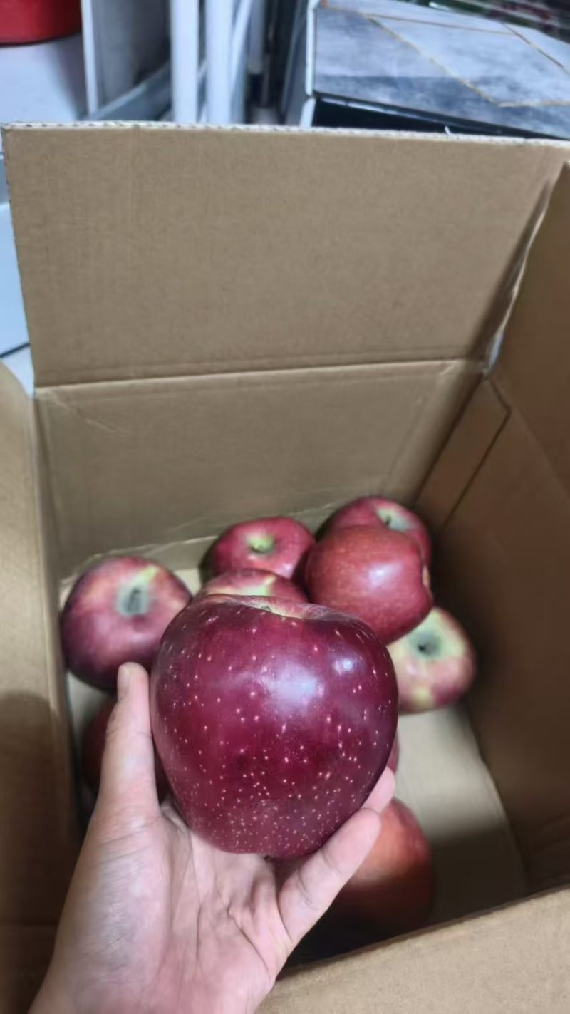 红五星苹果产区直发保质保量供货对接全国