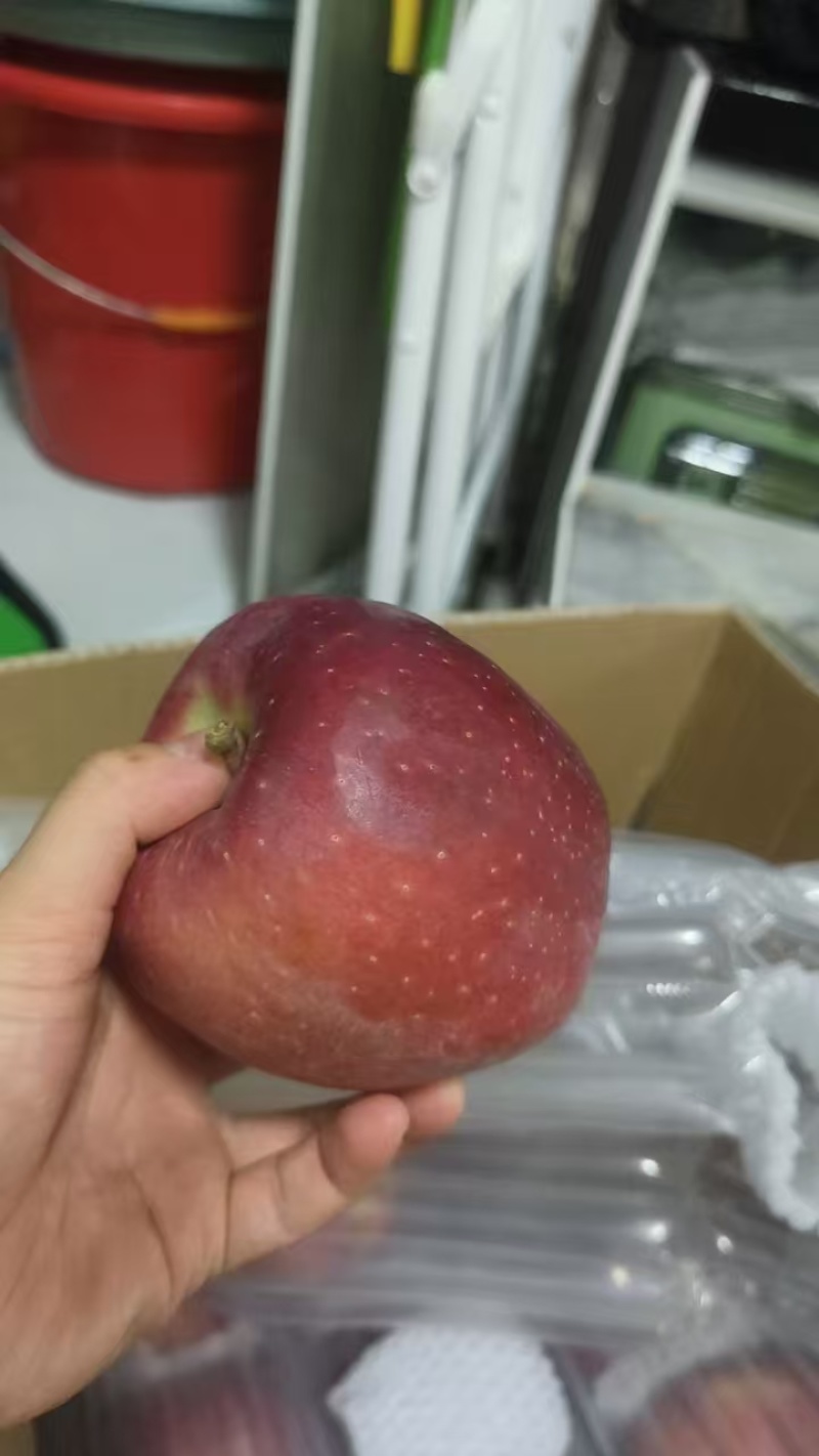 红五星苹果产区直发保质保量供货对接全国