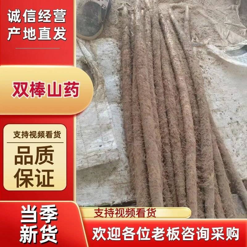 内黄县双棒山药产地直供精品货质高价优欢迎全国客商