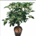 天香台阁四季桂花树苗盆栽开花清香