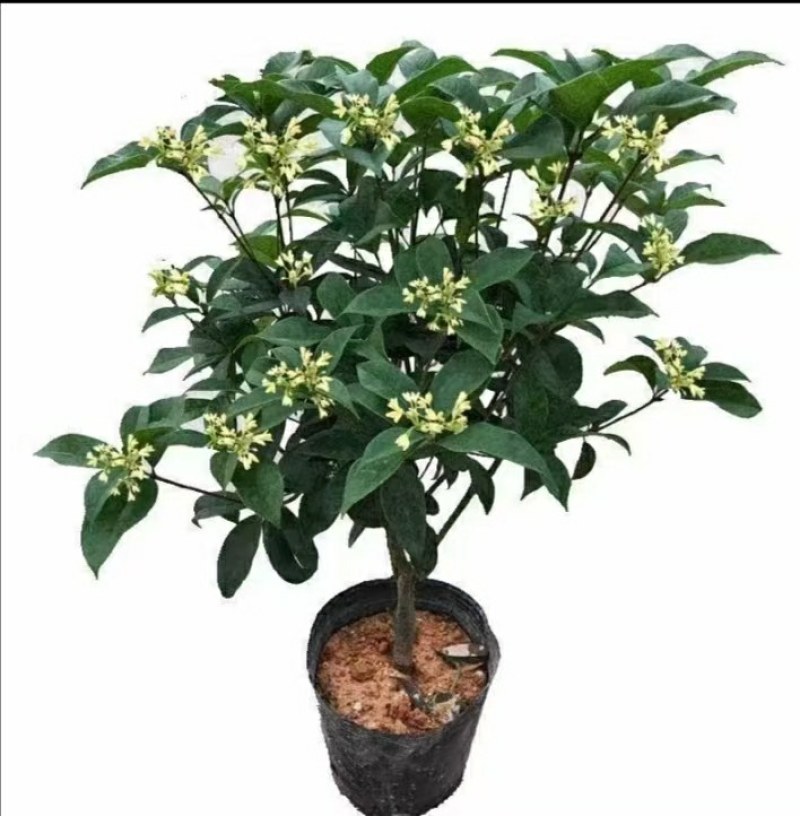 天香台阁四季桂花树苗盆栽开花清香