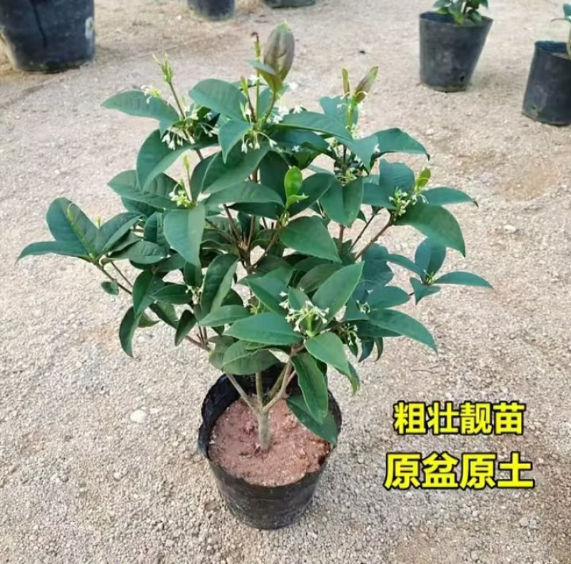 天香台阁四季桂花树苗盆栽开花清香