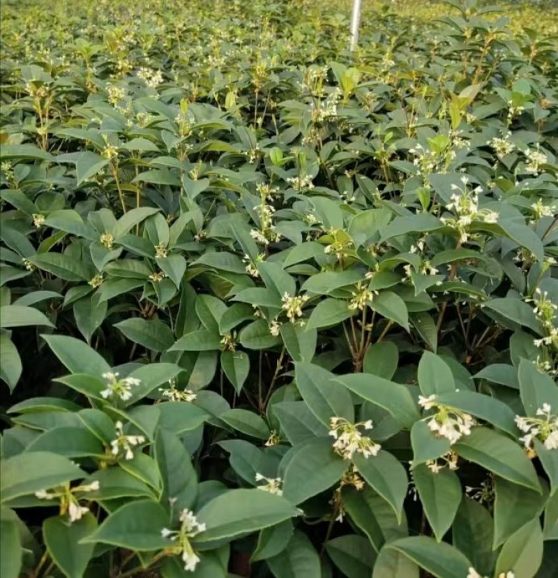 天香台阁四季桂花树苗盆栽开花清香