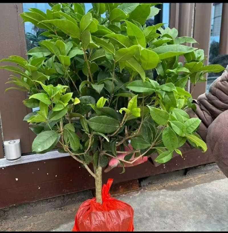 天香台阁四季桂花树苗盆栽开花清香
